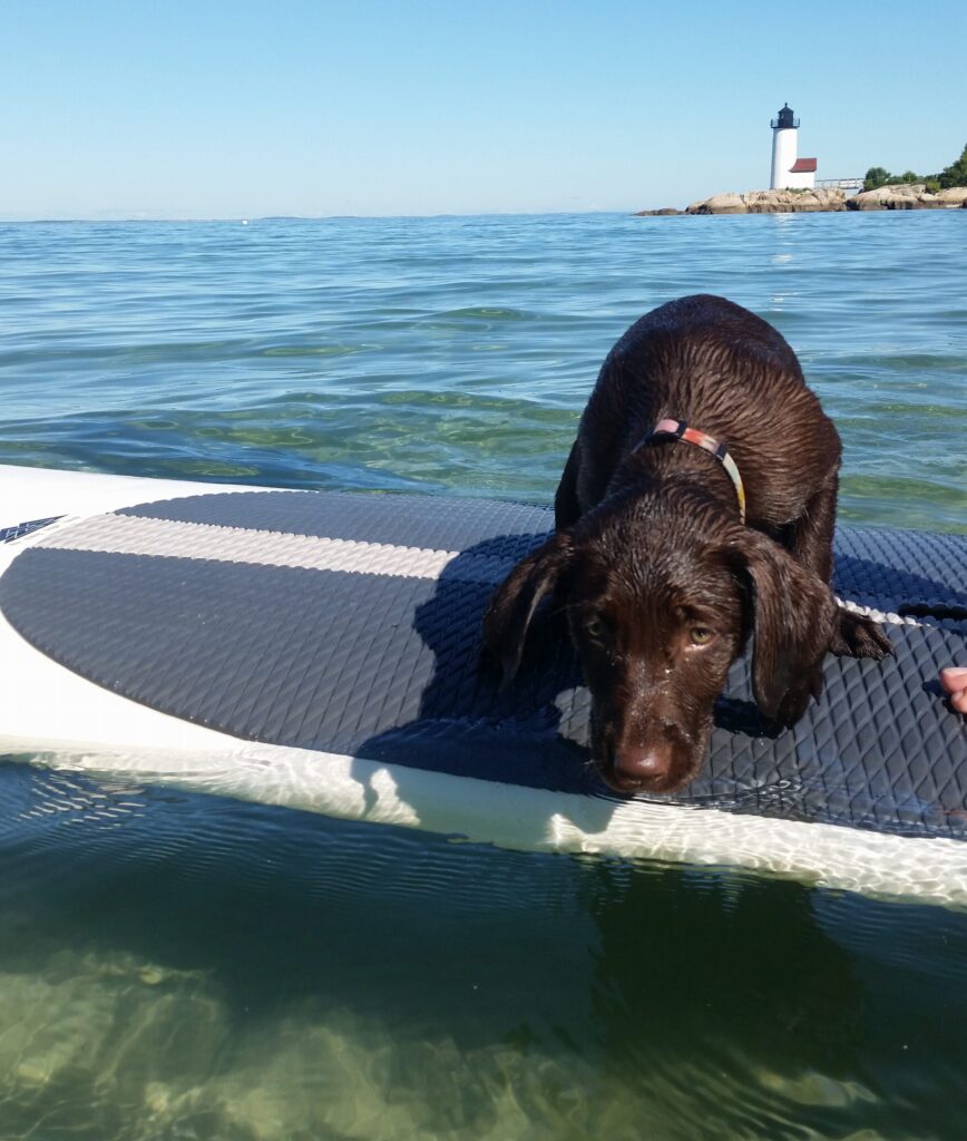 lanes cove new england paddle destination