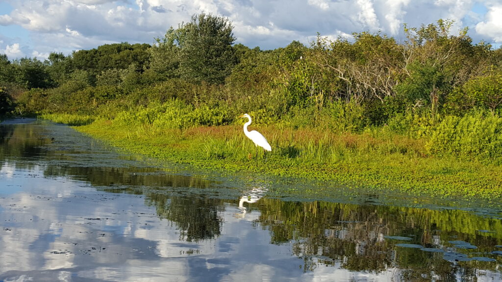 photo by Micahsel Nir, Charles River Heron
