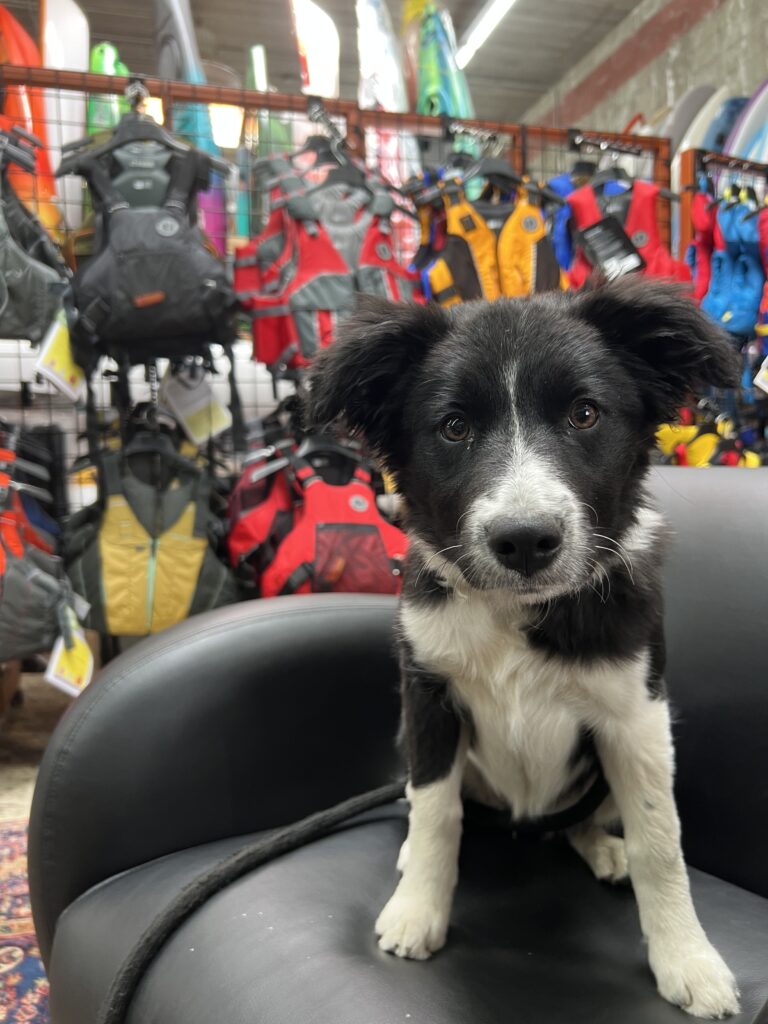 puppy at the paddle shop