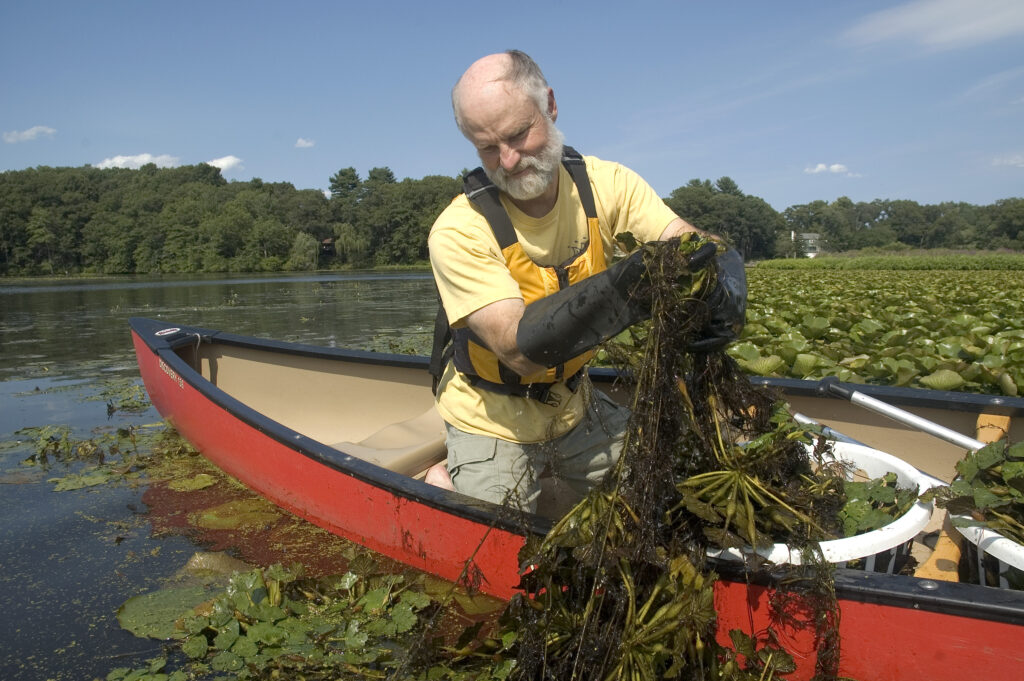 Larry pulling invasive species from teh Charles River